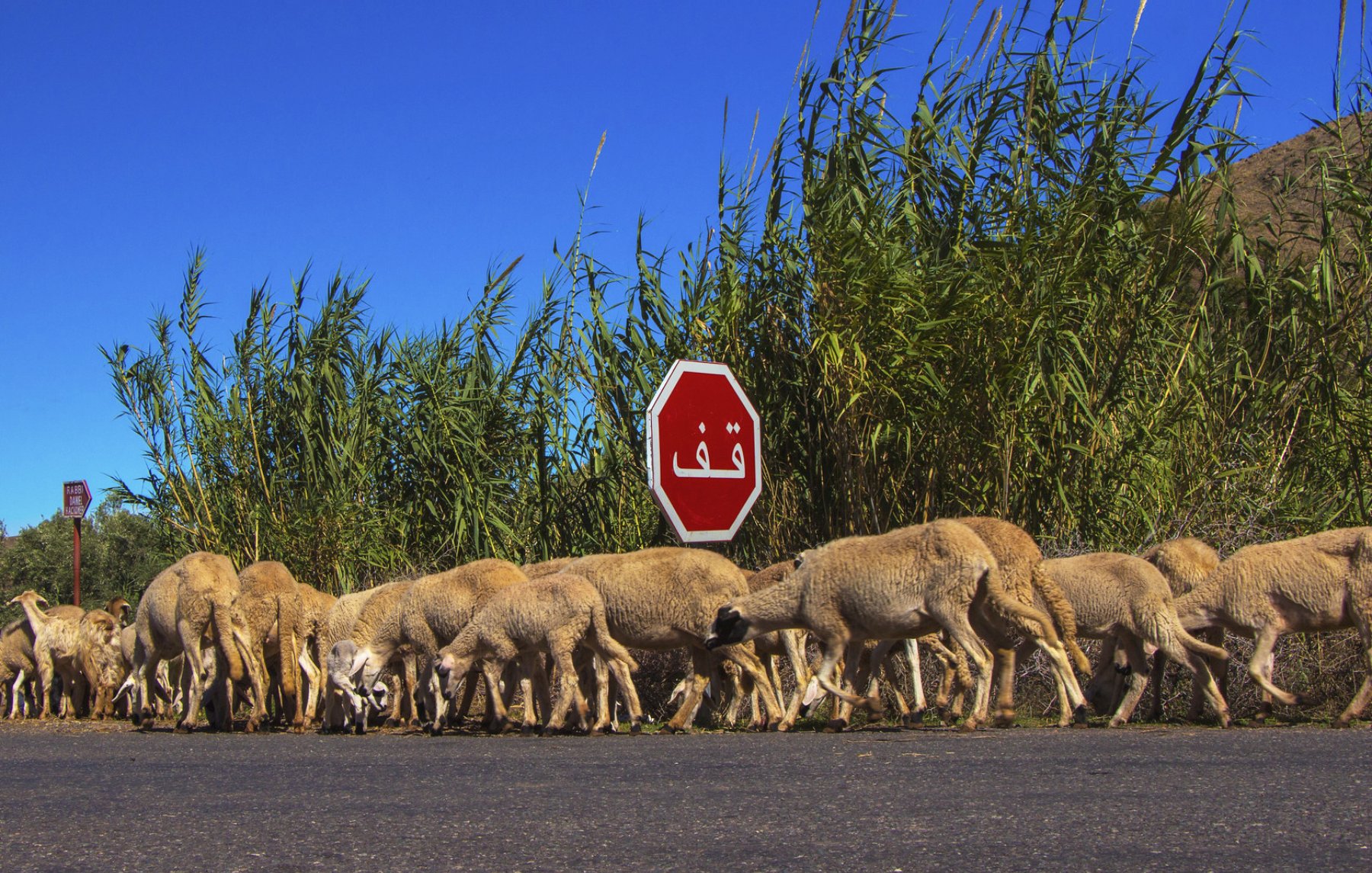Un troupeau de moutons traverse une route devant un panneau d'arrêt.