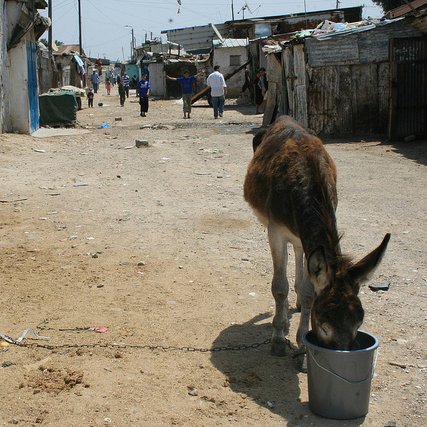 L'image montre un âne attaché à un seau dans une rue de ce qui semble être un quartier informel ou une zone urbaine rurale. Sur le sol, il y a du sable, et des maisons en tôle ou en matériaux rudimentaires se trouvent des deux côtés de la rue. On peut voir quelques personnes marcher au loin, ajoutant une atmosphère de vie à la scène. L'environnement semble modeste, reflétant une réalité de conditions de vie plus précaires.