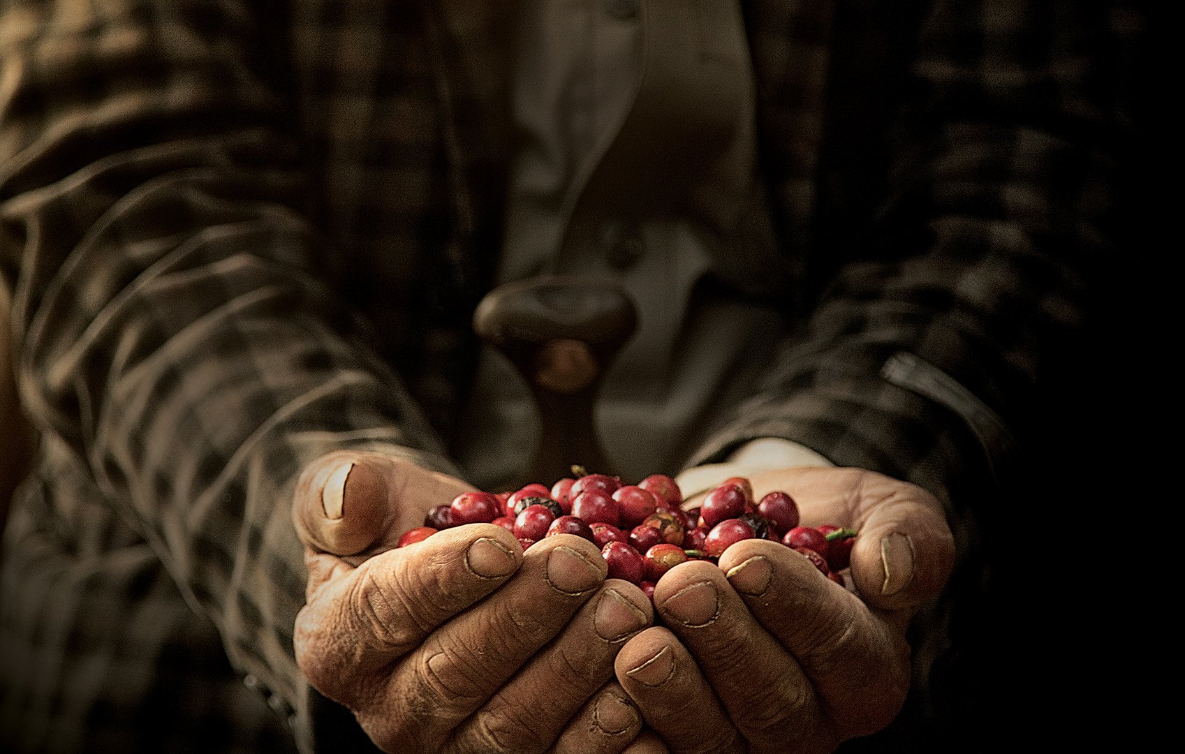 L'image montre des mains vieilles et usées, qui tiennent délicatement des baies rouges, probablement des fruits de café ou des cerises. L'arrière-plan est flou, ce qui met en valeur les mains et les fruits. Les mains sont marquées par le temps et le travail, et il y a un outil en bois en position verticale dans le fond, suggérant un lien avec la récolte ou la transformation des baies. La lumière est douce, ajoutant une ambiance chaleureuse à la scène.