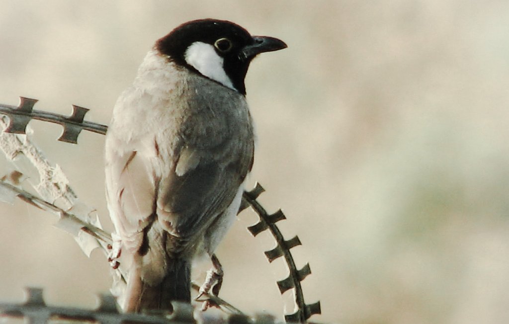 L'image montre un oiseau perché sur une branche. Cet oiseau a une coloration unique, avec un plumage principalement gris et une tête noire avec une tache blanche sur le visage. Son corps est élancé et il semble attentif à son environnement. L'arrière-plan est flou et décoloré, ce qui met en valeur l'oiseau et sa posture.