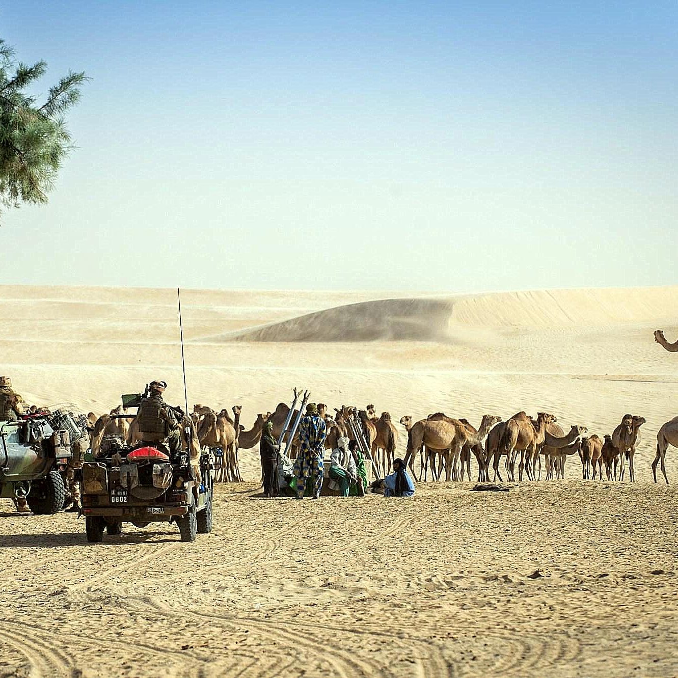 الصورة تظهر مشهداً في الصحراء حيث توجد عربتان عسكريتان على اليسار، مع عدد من الجنود المتواجدين بالقرب منهما. في الخلفية، يمكن رؤية مجموعة من الإبل تتجمع في منطقة رملية شاسعة تحت سماء زرقاء. تبدو المنطقة هادئة مع بعض الأشجار الصغيرة التي تضيف لمسة خضراء إلى المشهد الصحراوي.