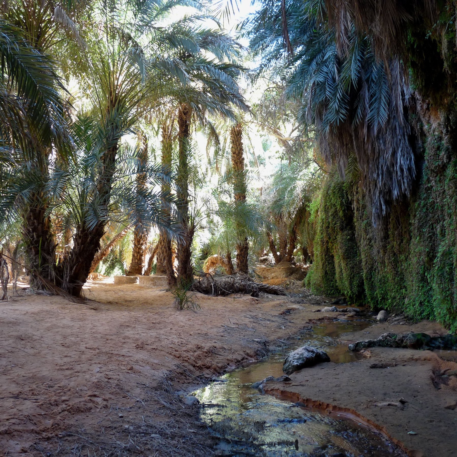 The image depicts a lush oasis scene, featuring tall palm trees with dense foliage that creates a canopy of green overhead. The ground is sandy, with patches of water visible, suggesting a small stream or pool reflecting the surrounding greenery. The walls of the oasis are rugged and appear to be covered in moss or other green vegetation, adding to the lushness of the environment. The lighting indicates a bright day, casting dappled shadows throughout the space. Overall, it conveys a serene and tranquil natural setting.