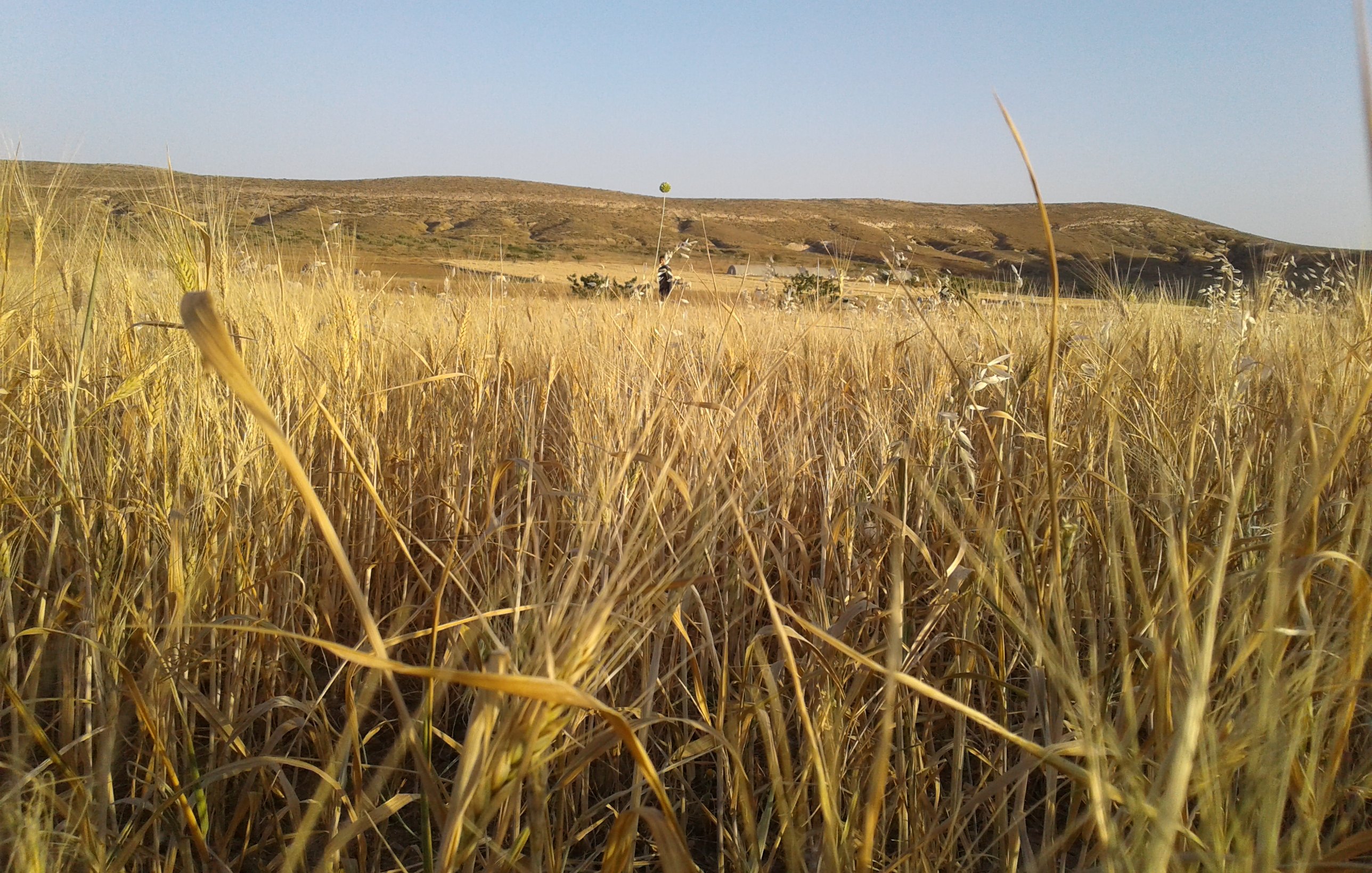 L'image montre un paysage naturel avec des champs de blé ou d'herbes sèches qui s'étendent à perte de vue. Les talles de l'herbe sont dorées, reflétant la lumière du soleil. En arrière-plan, on aperçoit des collines douces sous un ciel dégagé. L'ensemble dégage une atmosphère calme et rural.