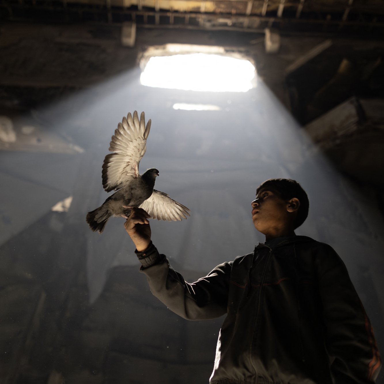 پسری در تاریکی، پرنده‌ای را در دستانش نگه‌داشته و نور از بالای سرش به او می‌تابد.