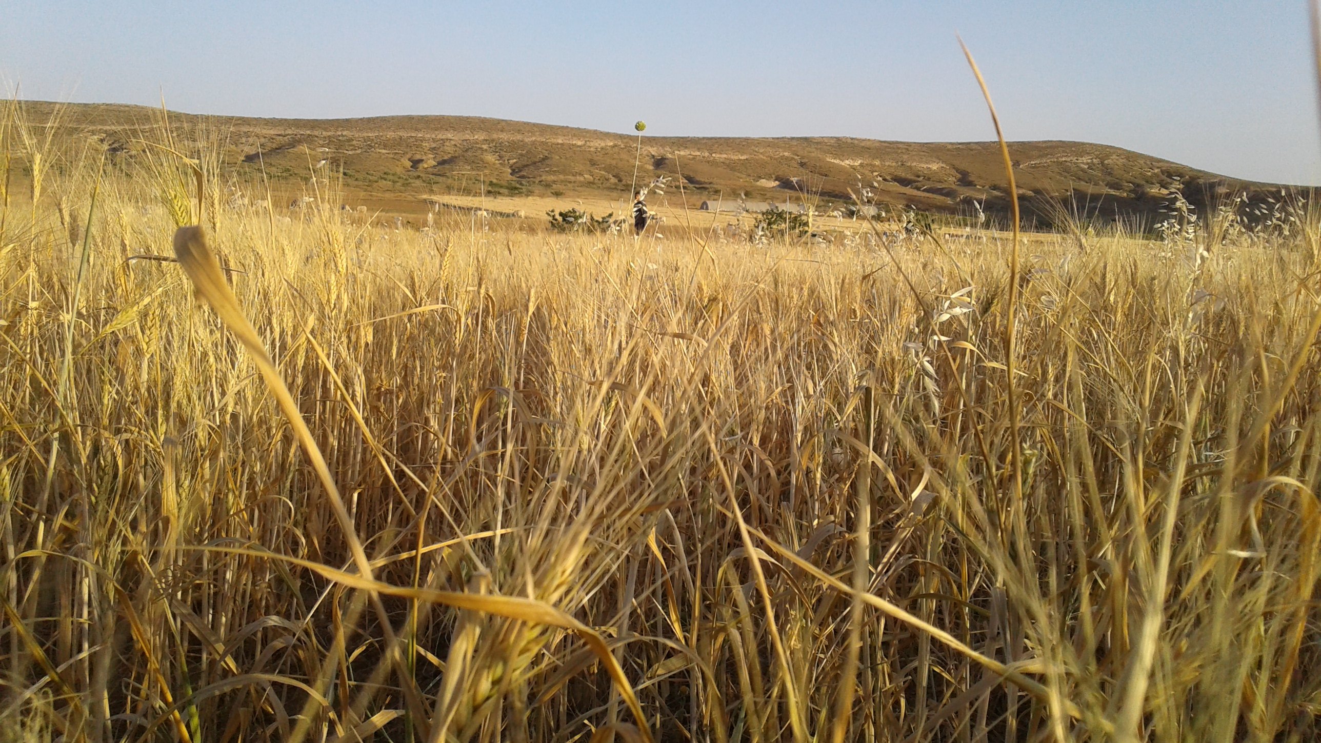 L'image montre un paysage naturel avec des champs de blé ou d'herbes sèches qui s'étendent à perte de vue. Les talles de l'herbe sont dorées, reflétant la lumière du soleil. En arrière-plan, on aperçoit des collines douces sous un ciel dégagé. L'ensemble dégage une atmosphère calme et rural.