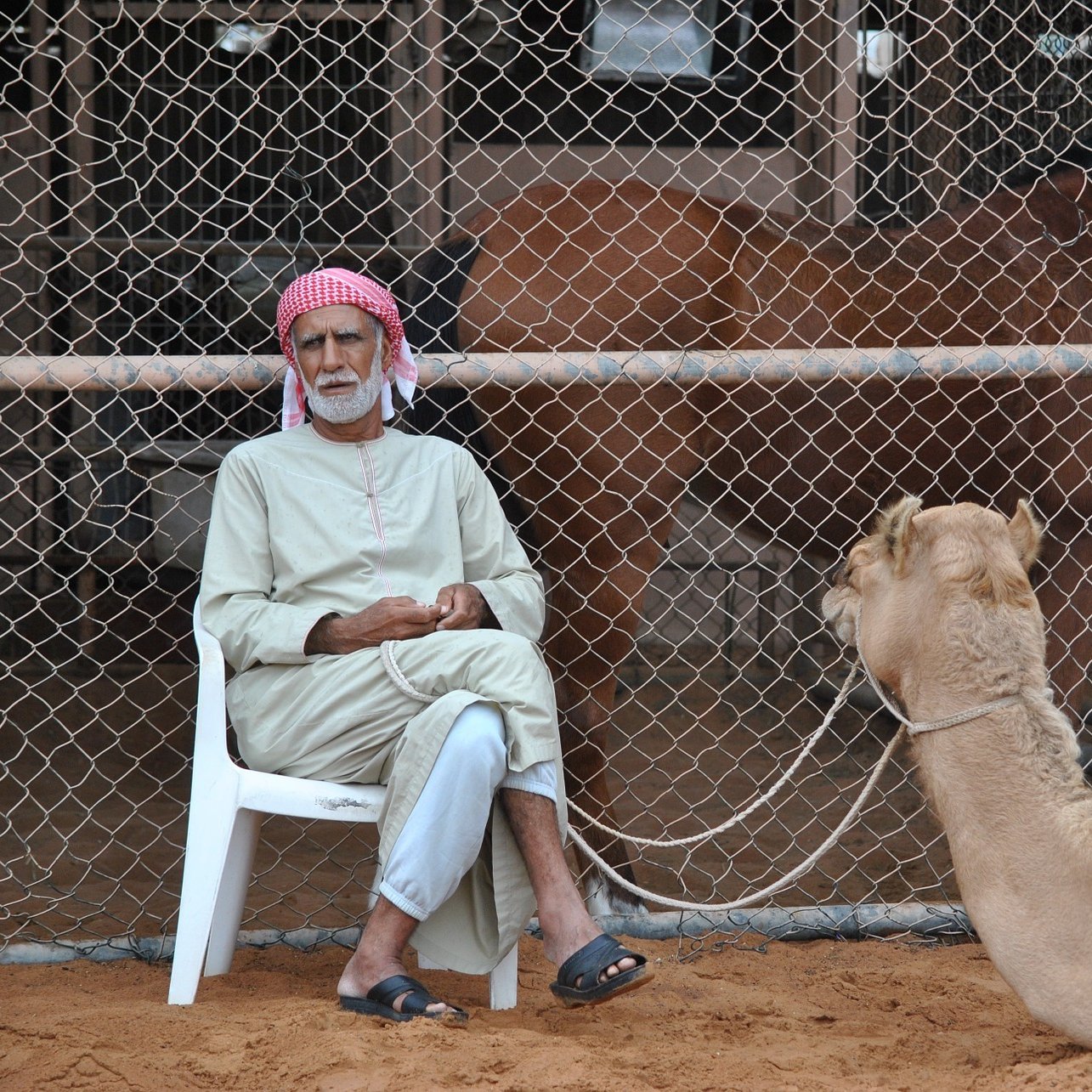 L'image montre un homme assis sur une chaise en plastique, vêtu d'une tenue traditionnelle. Il porte un keffieh rouge et blanc. À côté de lui, un chameau est attaché, tandis qu'en arrière-plan, d'autres chameaux sont visibles derrière une clôture en fil de fer. Le sol est sablonneux, ce qui évoque un environnement désertique. L'homme semble calme et observateur, profitant de son temps près des animaux.