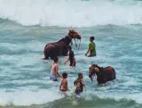 Des chevaux se baignent avec des enfants dans des vagues.