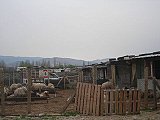 Le camp des bédouins, en face du camp de réfugiés