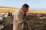 Un berger avec un bâton, surveillant des moutons dans un champ.
