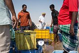 Lavoratori del Bangladesh trasportano casse di pesce per i loro datori di lavoro omaniti nel porto di Duqm