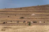 Paysage de prairie avec des vaches, des cavaliers et un ciel légèrement nuageux.
