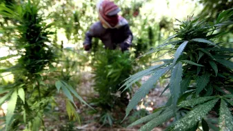 L'image montre un jardin de plantes de cannabis. Au premier plan, on peut voir plusieurs feuilles de cannabis bien développées. À l'arrière-plan, une personne en train de travailler, vêtue de vêtements de protection et d'un chapeau, est occupée à entretenir les plantes. L'environnement est verdoyant et luxuriant, suggérant un cadre naturel et agronomique.