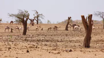 L'image montre un paysage désertique aride, avec plusieurs dromadaires se déplaçant à travers un terrain sec et rocailleux. On peut voir quelques arbres desséchés, leurs troncs dénudés, qui ajoutent à l'ambiance stérile de la scène. L'arrière-plan est montagneux, et le ciel est clair, suggérant une chaleur intense. Les dromadaires semblent se regrouper dans cette vaste étendue, cherchant peut-être de la nourriture ou de l'ombre.