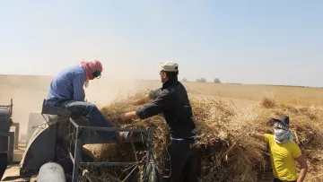 The image depicts a rural agricultural scene, likely during harvest time. There are three men working together. One man is seated on a harvesting machine, wearing headphones and a head scarf. Another man stands beside him, contributing to the process, while a third man works in the foreground, wearing a mask and a yellow shirt. Dust is rising from the ground, indicating a dusty environment typical of harvest activities. The background shows a clear sky and fields, emphasizing the outdoor setting.