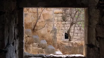 L'image montre un cadre en pierre, à travers lequel on peut apercevoir un paysage de ruines anciennes. On voit des murs en pierre, partiellement couverts de végétation, et quelques marches. À l'intérieur du cadre, une plante semble pousser dans le coin, ajoutant une touche de nature à ce décor architectural. La lumière pénètre doucement à travers l'ouverture, créant une ambiance à la fois paisible et nostalgique.