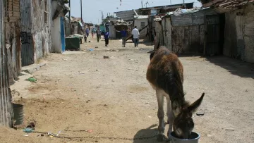 L'image montre un âne attaché à un seau dans une rue de ce qui semble être un quartier informel ou une zone urbaine rurale. Sur le sol, il y a du sable, et des maisons en tôle ou en matériaux rudimentaires se trouvent des deux côtés de la rue. On peut voir quelques personnes marcher au loin, ajoutant une atmosphère de vie à la scène. L'environnement semble modeste, reflétant une réalité de conditions de vie plus précaires.