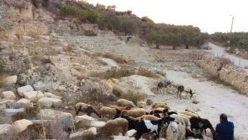 الصورة تُظهر مشهداً طبيعياً في منطقة ريفية. يوجد فيها قطيع من الماعز والأغنام يتجول بين الصخور والأرض الجرداء. في الخلفية، يمكن رؤية بقايا مدرج أو مكان أثري، مع أشجار الزيتون على الجانبين. شخص واحد يبدو وكأنه يجلس بالقرب من القطيع، مما يشير إلى أن هذا قد يكون شخصاً يرعى الحيوانات. الجو يبدو هادئاً والطبيعة محيطة بالمكان.