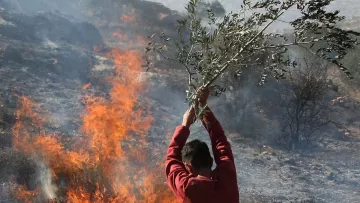 L'immagine mostra una persona che tiene in mano un ramo d'olivo mentre si trova vicino a un incendio. Sullo sfondo, le fiamme e il fumo si alzano, creando un'atmosfera di tensione. Il contrasto tra la natura rappresentata dal ramo e la devastazione del fuoco è molto evidente. L'azione sembra evocare un gesto di difesa o ricerca di speranza in un contesto difficile.